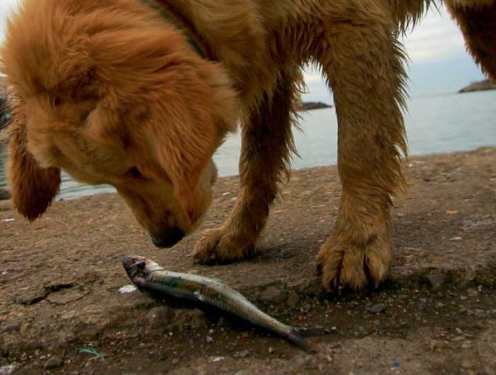 signs and symptoms of red tide poisoning in pets